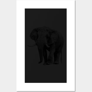 Big Tusker African Elephant on the Move Posters and Art